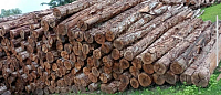 Hardwood Logs